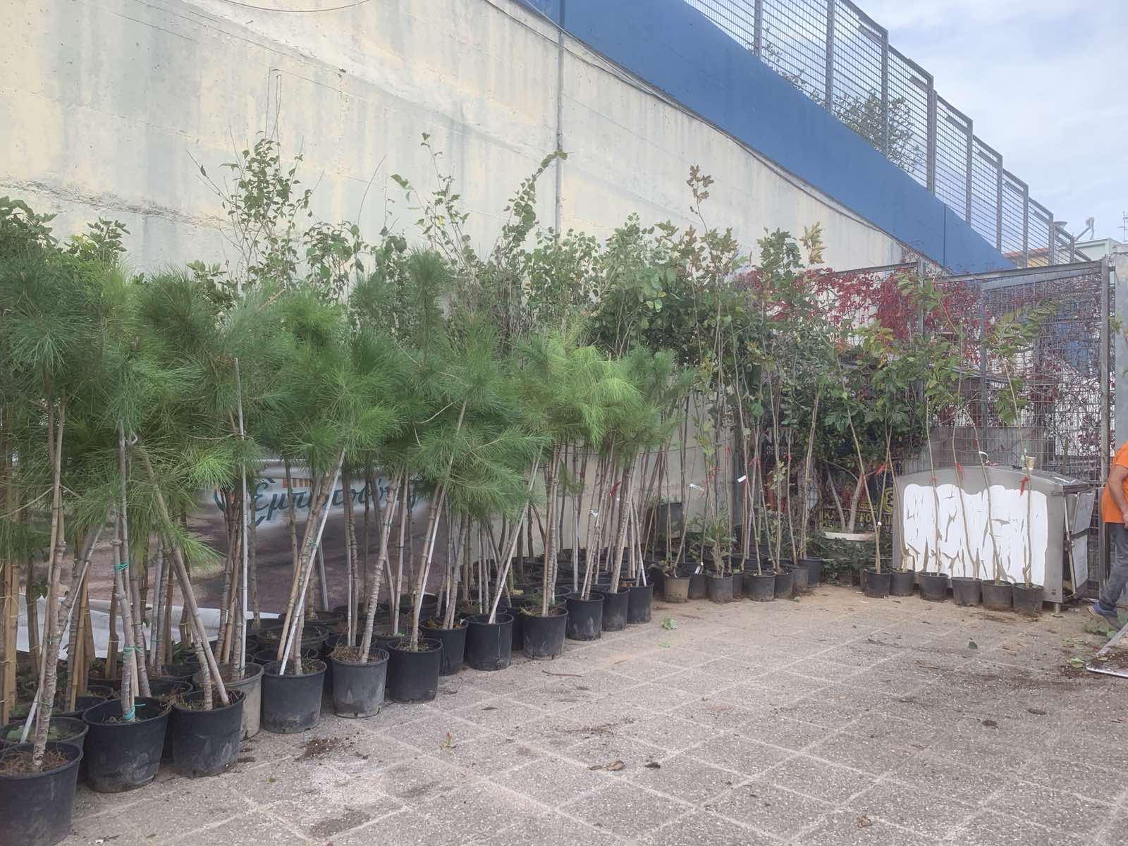 Παραλαβή δέντρων 2025-11 (1)