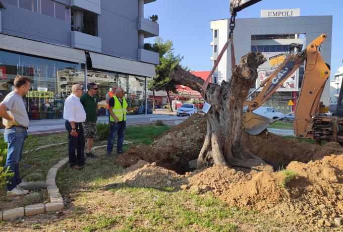 Μια υπεραιωνόβια ελιά 300 ετών… μεταδημότευσε στον Δήμο Ηρακλείου Αττικής