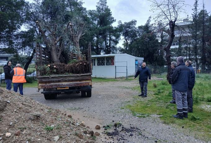 Αιωνόβιες ελιές πλατεία Ρίτσου 2026-02 (2)